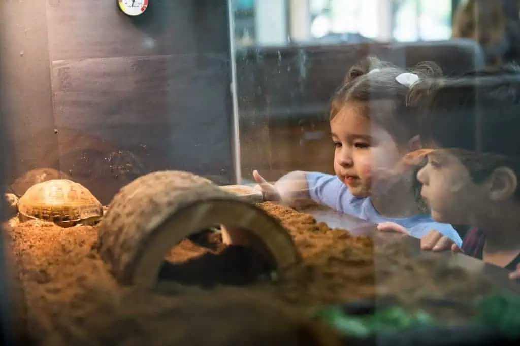 Young girl pressing her hand to glass terrarium watching a turtle at Guidepost Montessori preschool